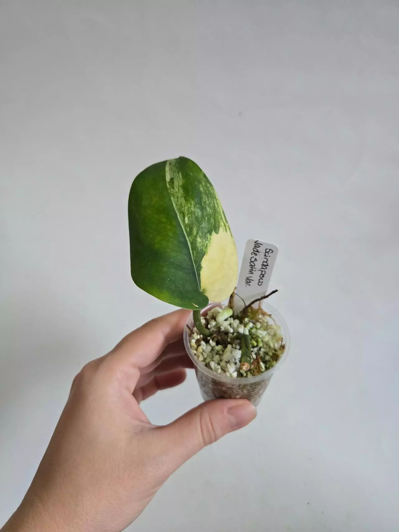 plant/Scindapsus Jade Satin Variegated-1