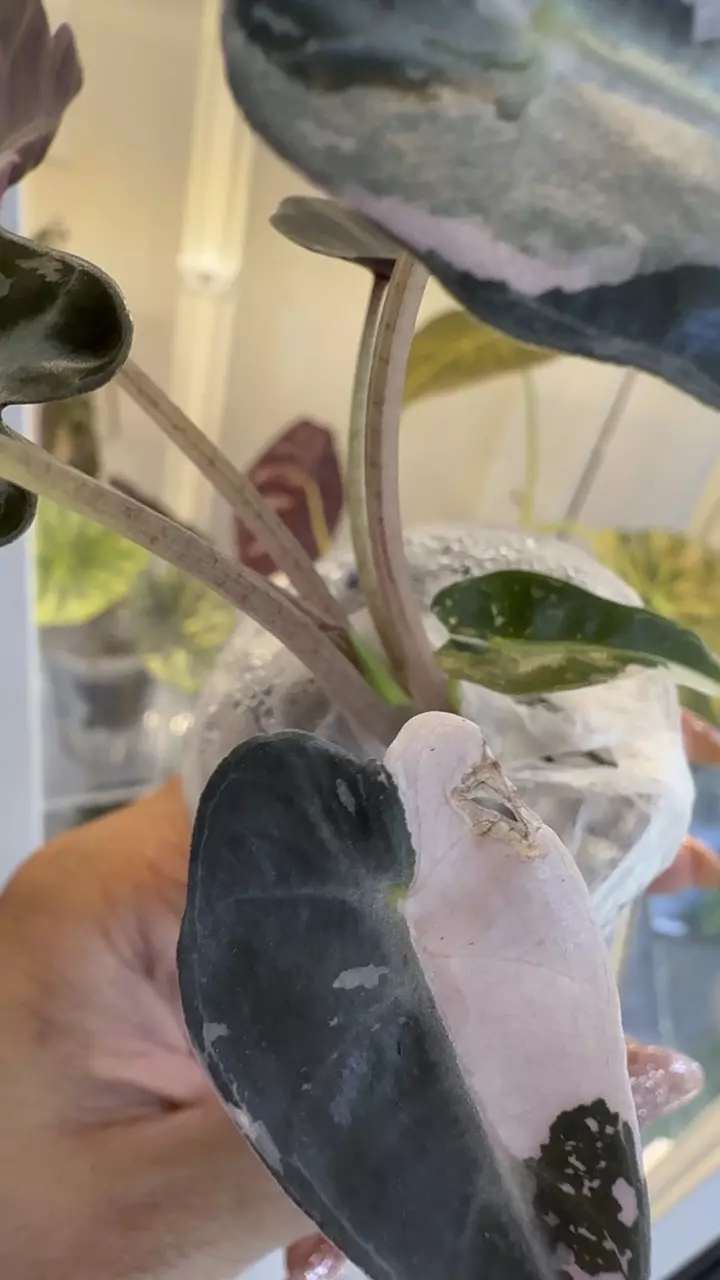 plant/Alocasia Pink Bambino-1