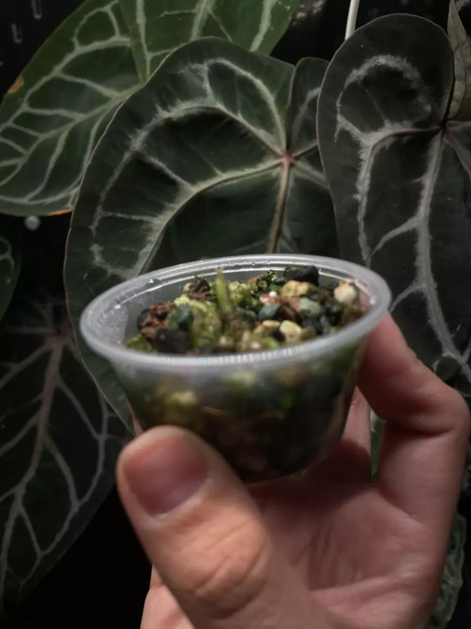 plant/Venom momma AND sprouting corm!-4