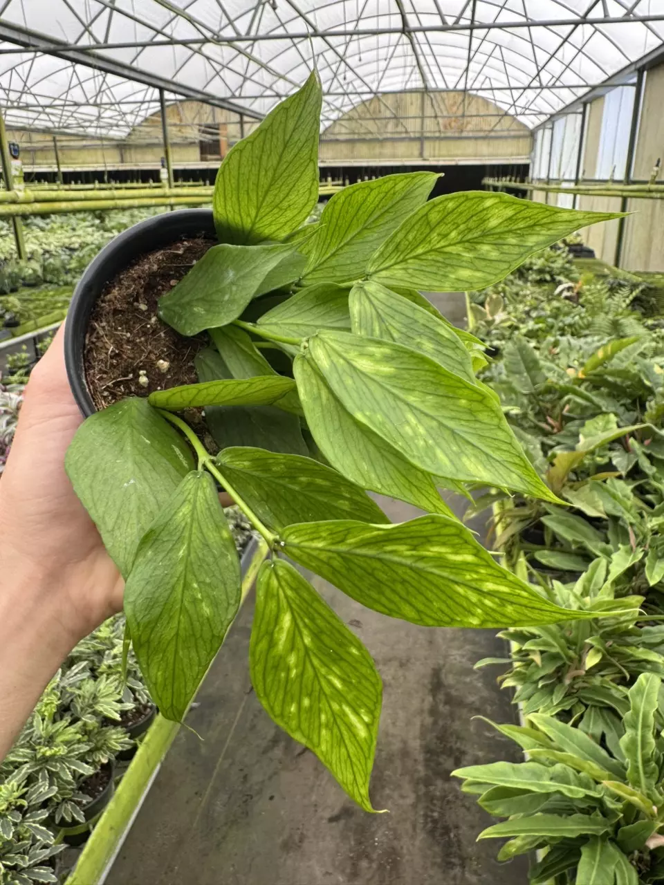 plant/Hoya polyneura 4” pot growers choice-0