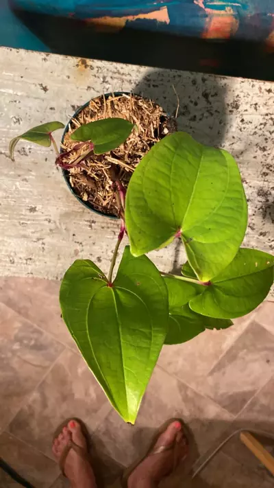 plant/Ube Plant 💜 Purple Yam-7-thumbnail