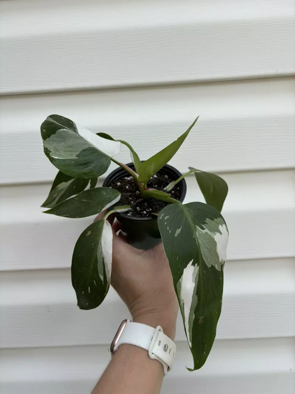 plant/Philodendron White Princess Babies-1