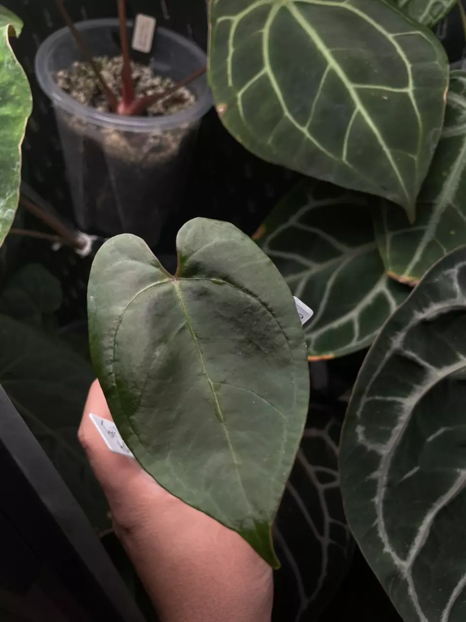 plant/Black sweet x red Gunsal-1