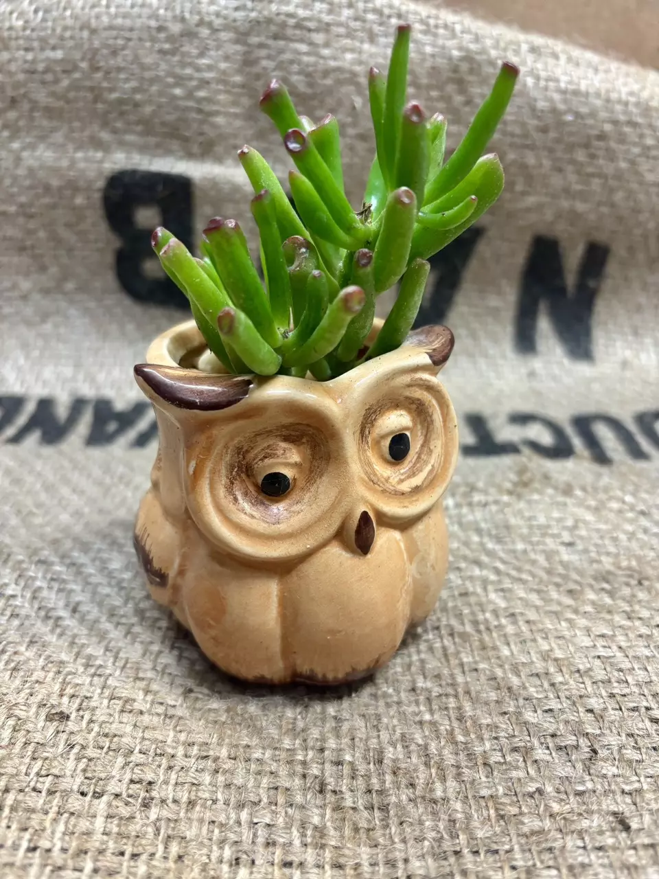 plant/Gollum Jade (Crassula Ovata) Succulent in Owl Pot-2