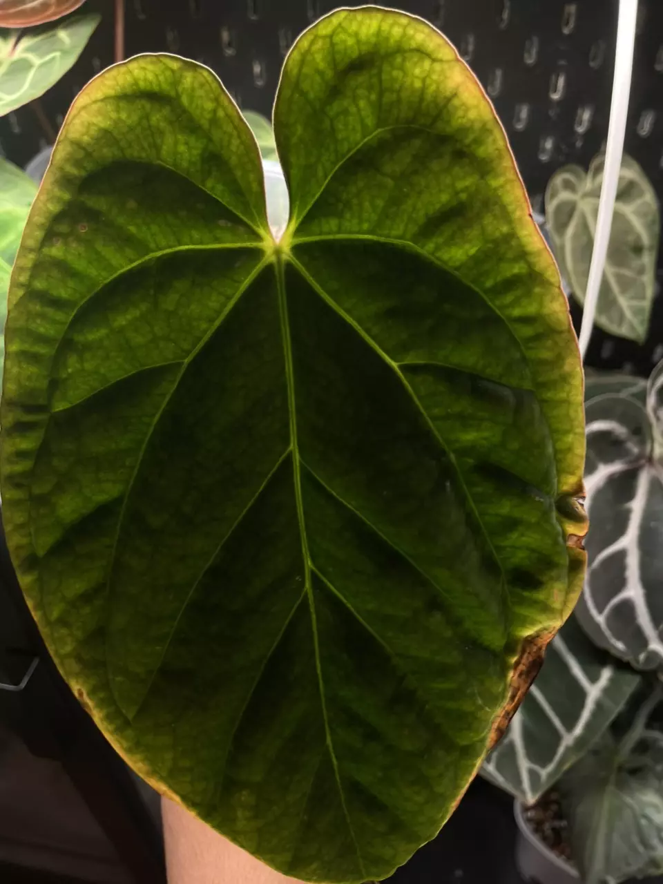 plant/Bvep x port-1