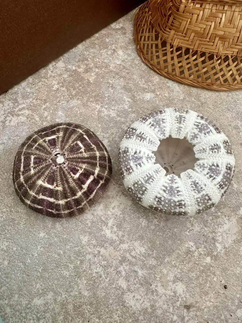 plant/2 Striped Urchins-1