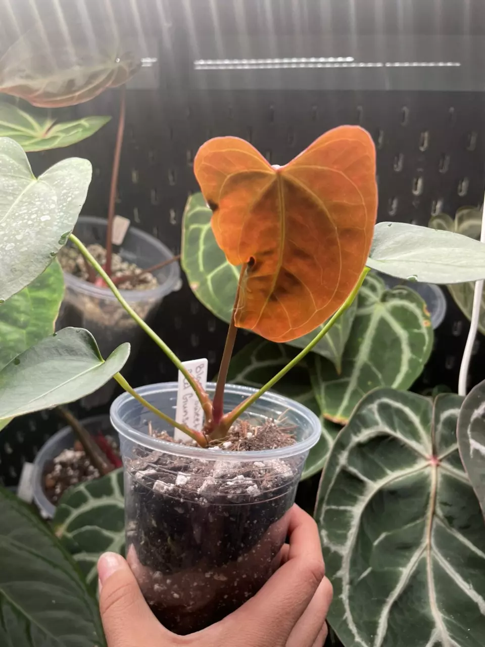 plant/Black sweet x red gunsal-0