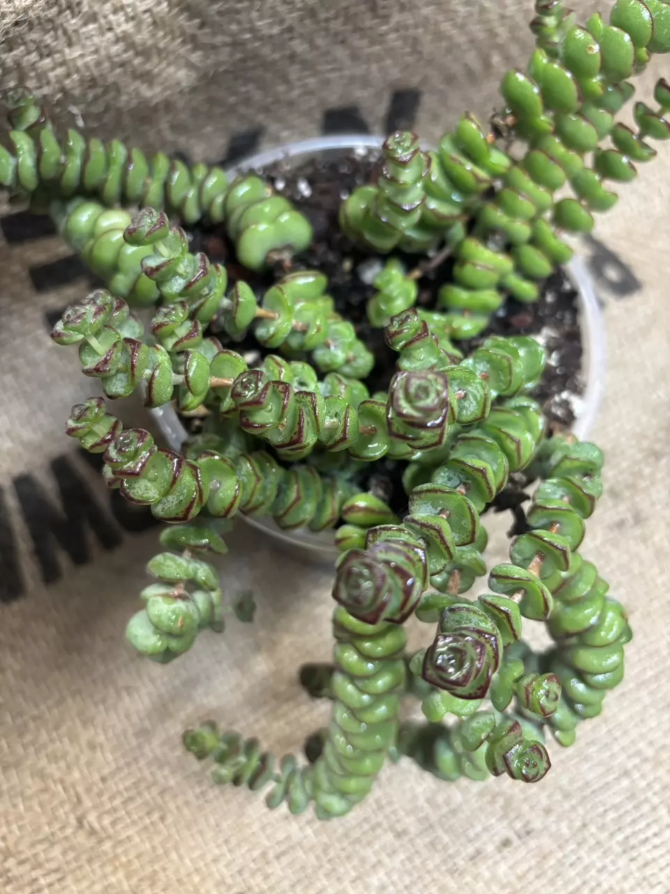 plant/Crassula Rupestris (Baby Necklace) Succulent-0