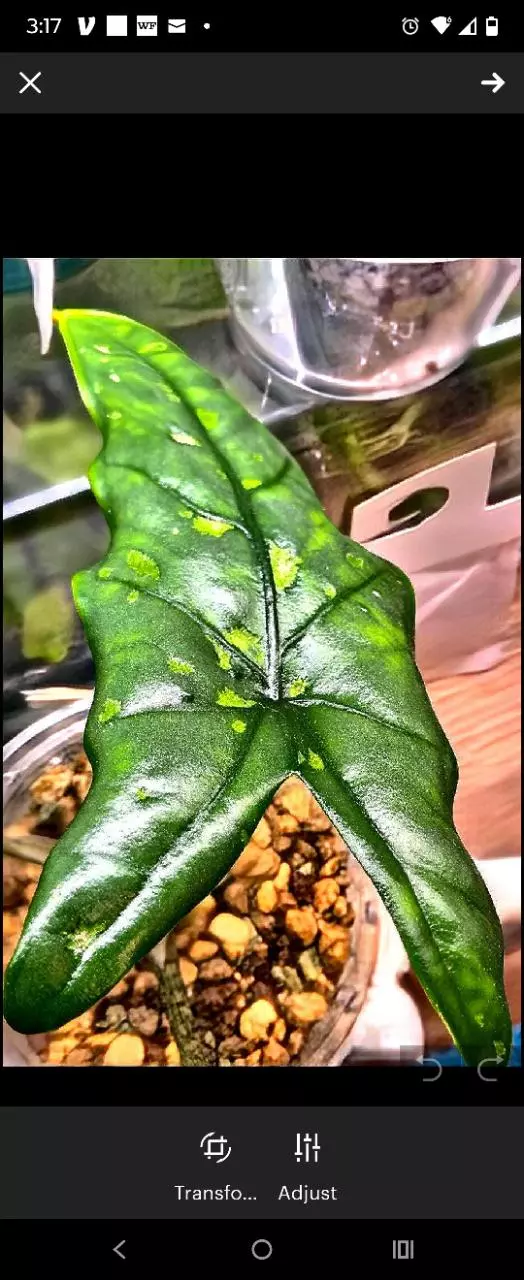plant/Corm shattered glass alacasia-1