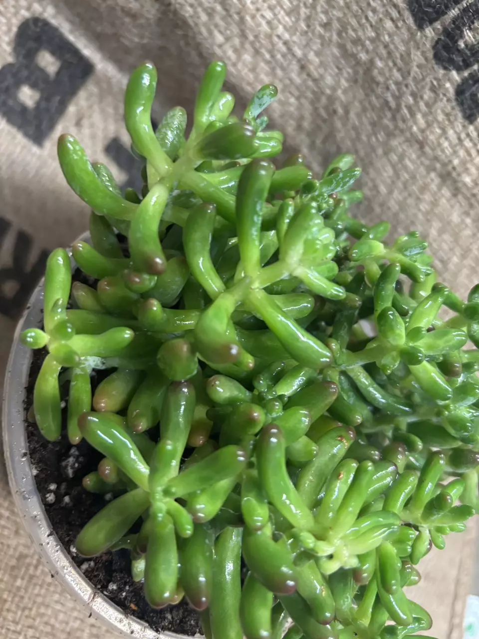 plant/Sedum Rubrotinctum (Jelly Bean Plant) Succulent-3