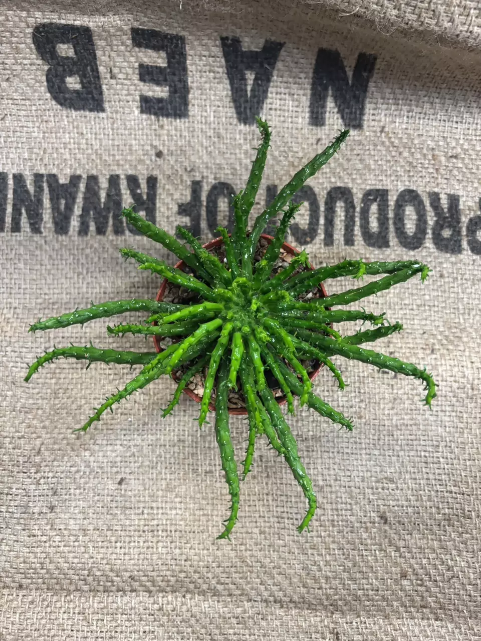 plant/Euphorbia Flanaganii Medusa-2