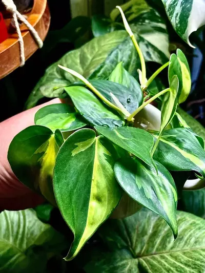 plant/2 for $1!! Philodendron Brasil cuttings ~-0-thumbnail