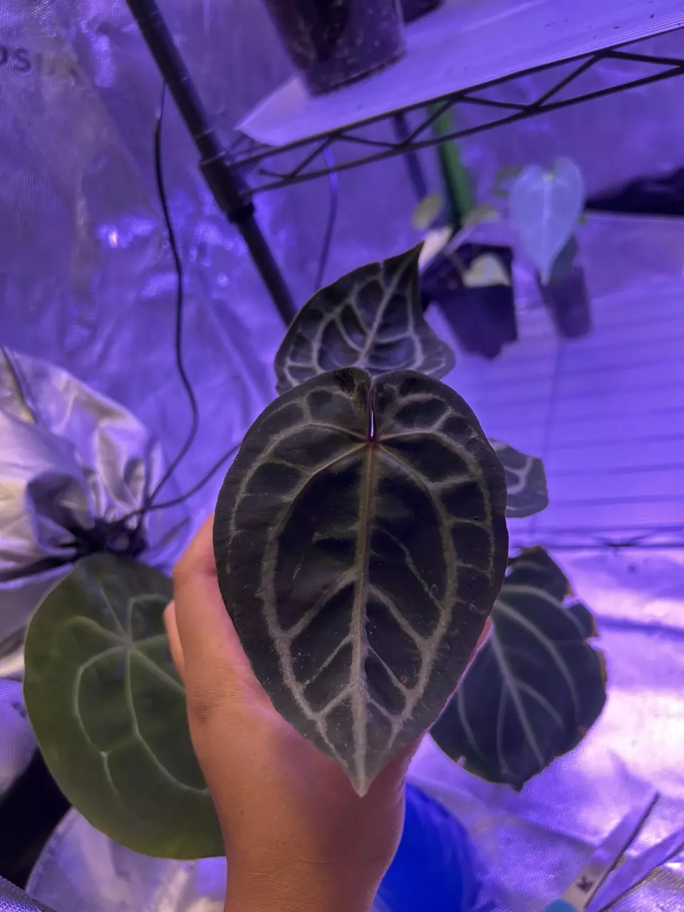 plant/Anthurium Mr. Pink x Michelle-0