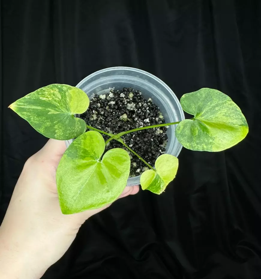 plant/Philodendron Bipinnatifidum-0