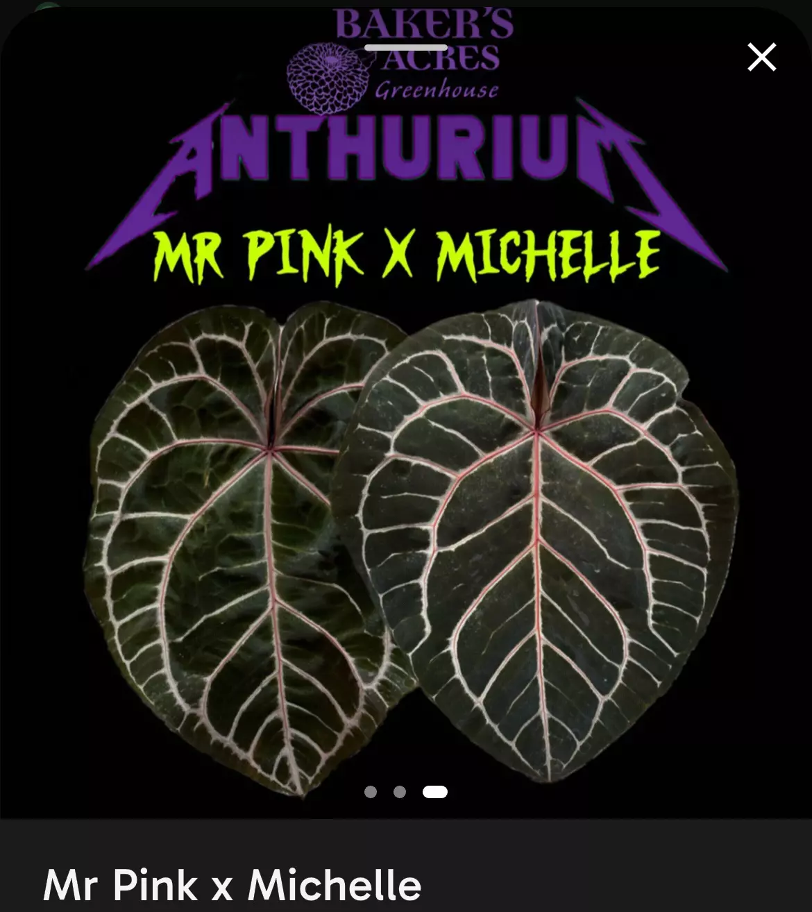 plant/Anthurium Mr. Pink x Michelle-2
