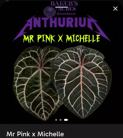 plant/Anthurium Mr. Pink x Michelle-2-thumbnail