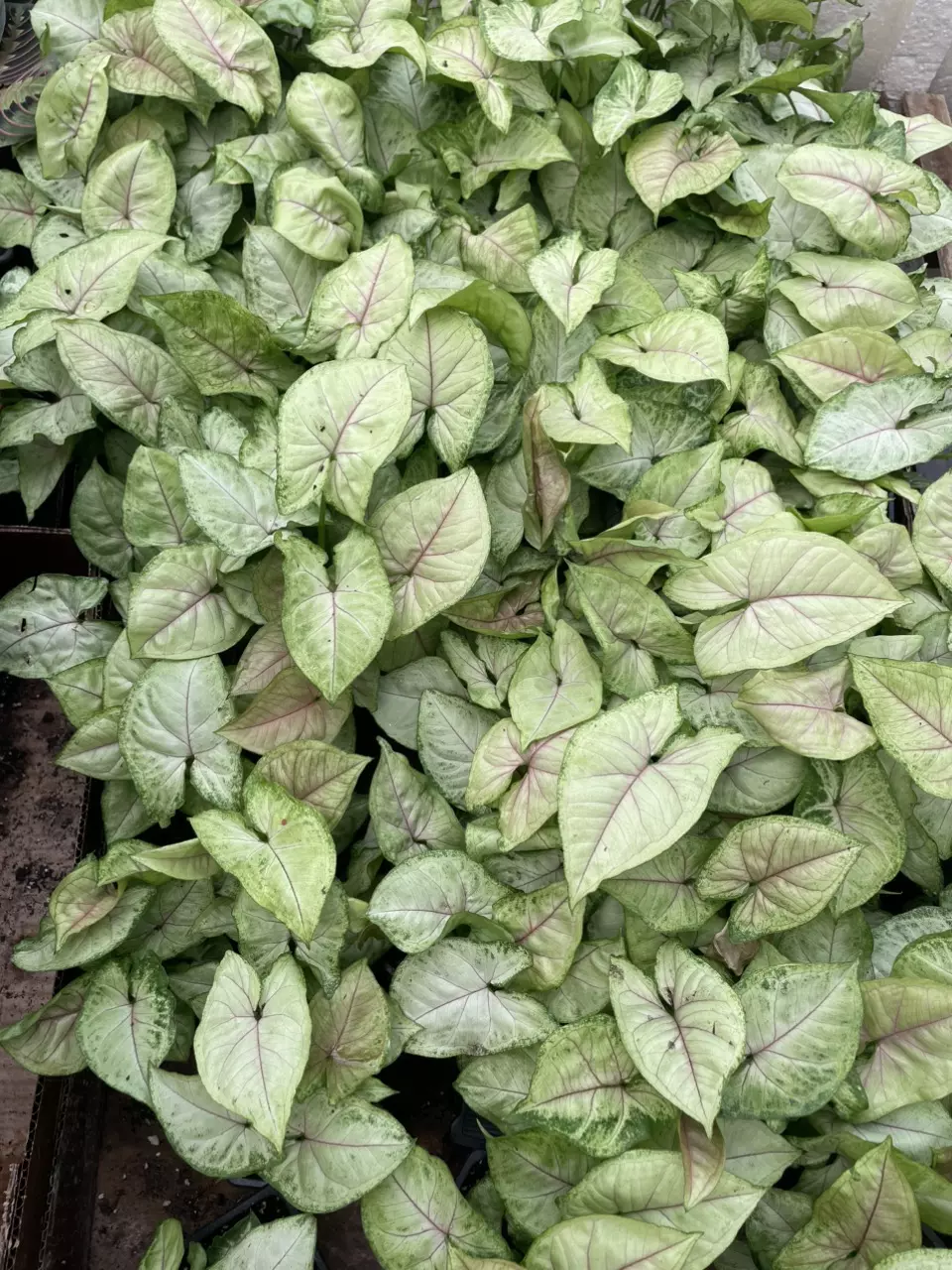 plant/Strawberry Cream Syngonium-1