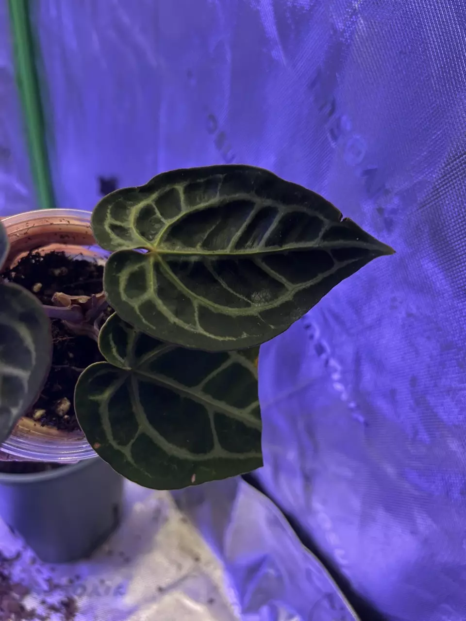 plant/Anthurium Mr. Pink x Michelle-1