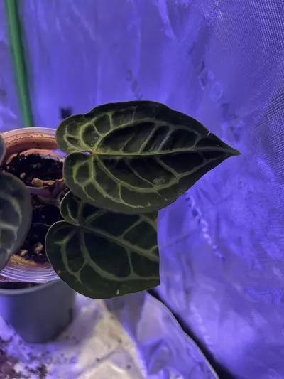 plant/Anthurium Mr. Pink x Michelle-1-thumbnail