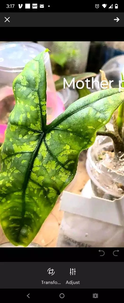 plant/Corm shattered glass alacasia-0