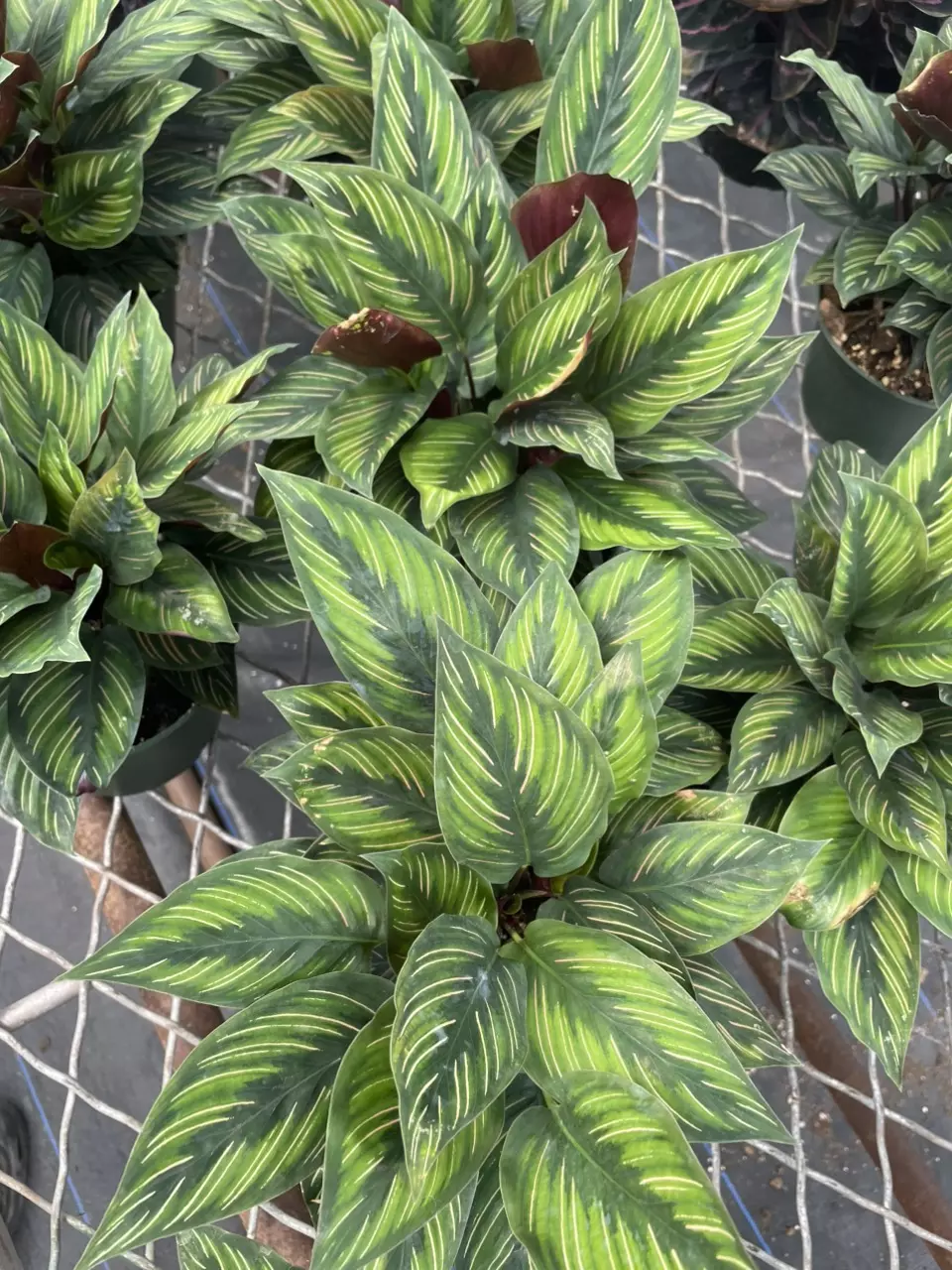 plant/Star Calathea-0