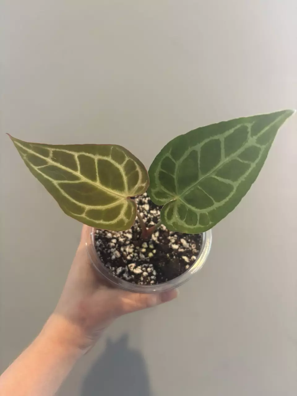 plant/Anthurium Michelle-0