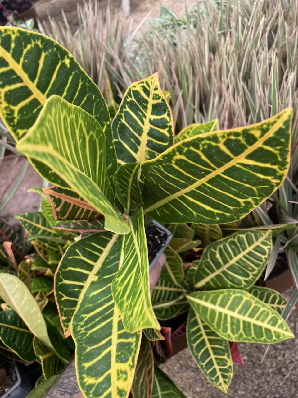 plant/Mammy Croton-0