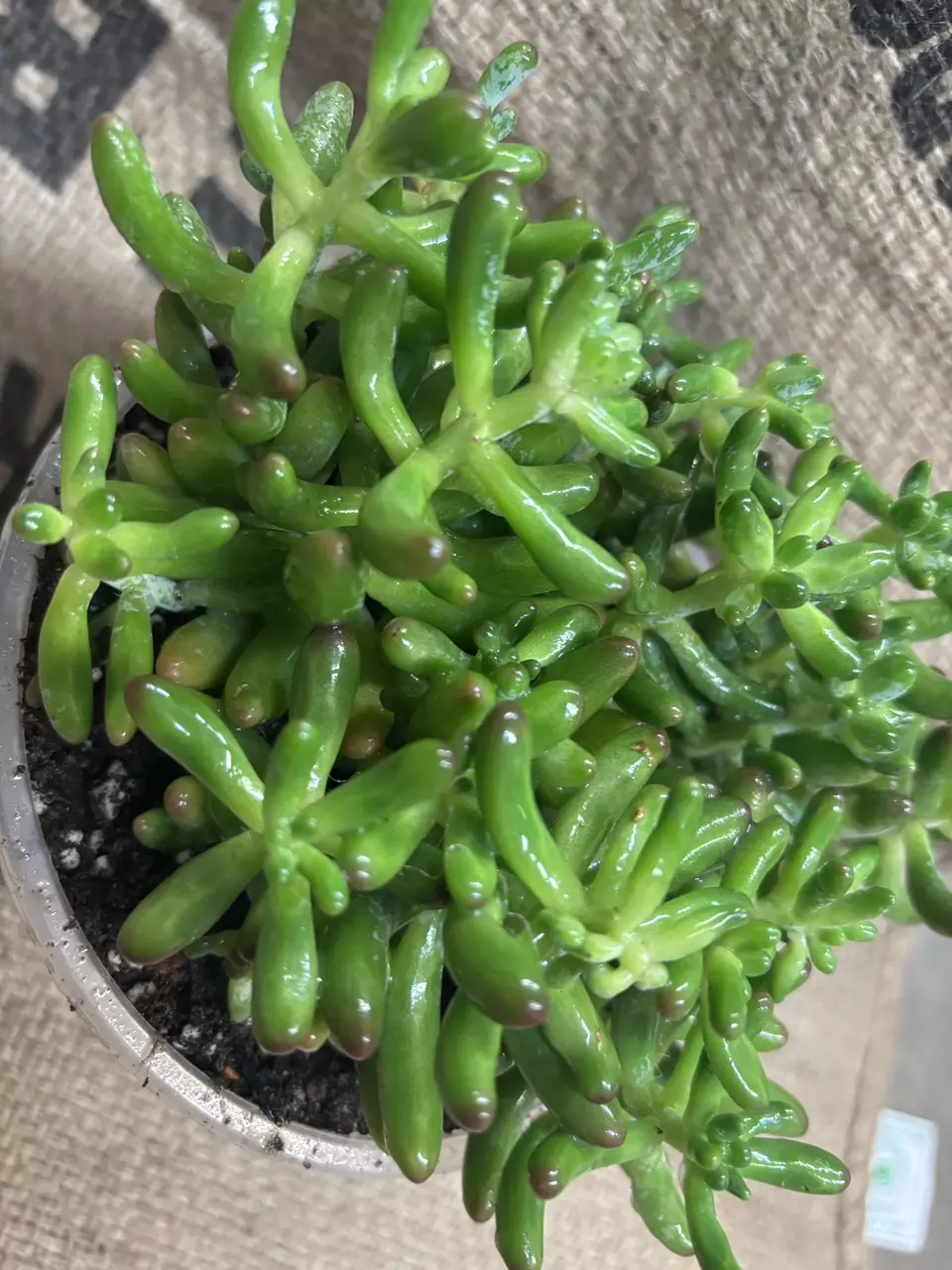 plant/Sedum Rubrotinctum (Jelly Bean Plant) Succulent-0