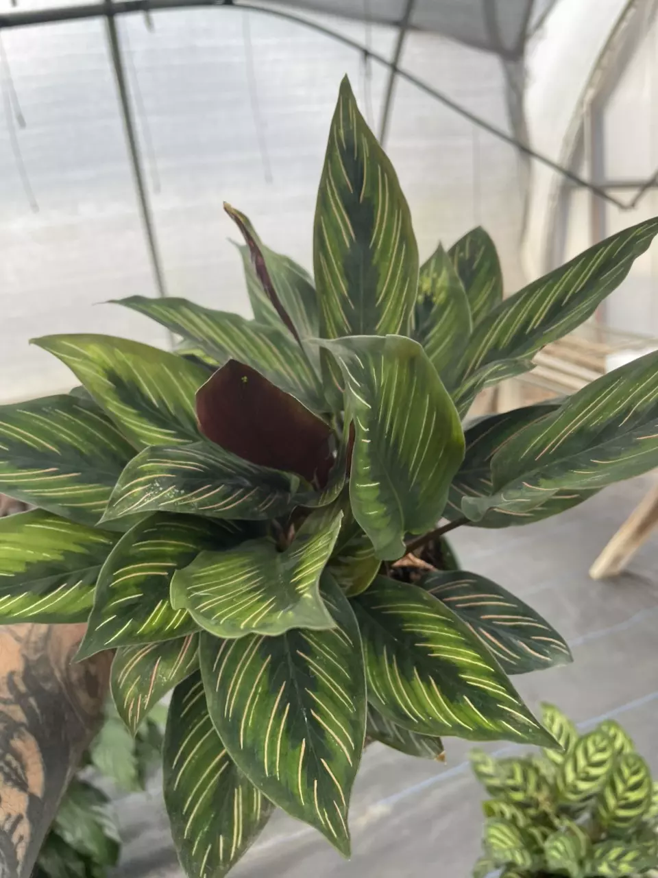 plant/Star Calathea-1