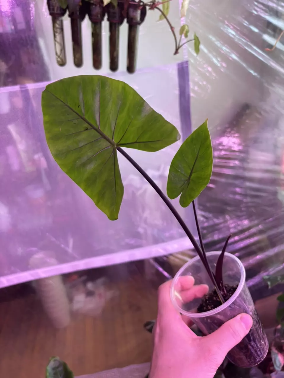 plant/Reverted variegated Alocasia Black Stem-0