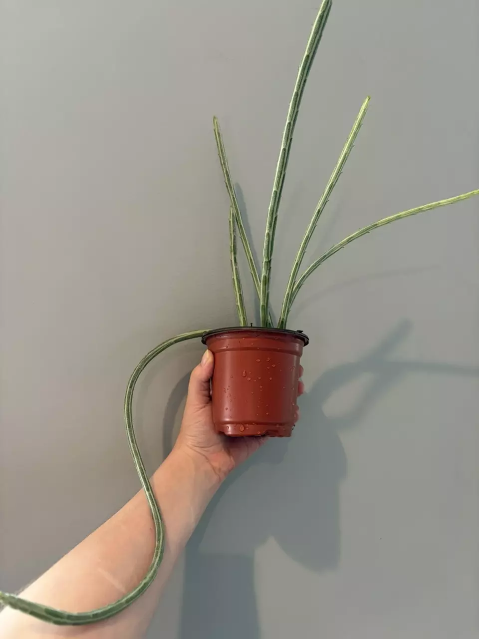 plant/senecio pickle plant-0