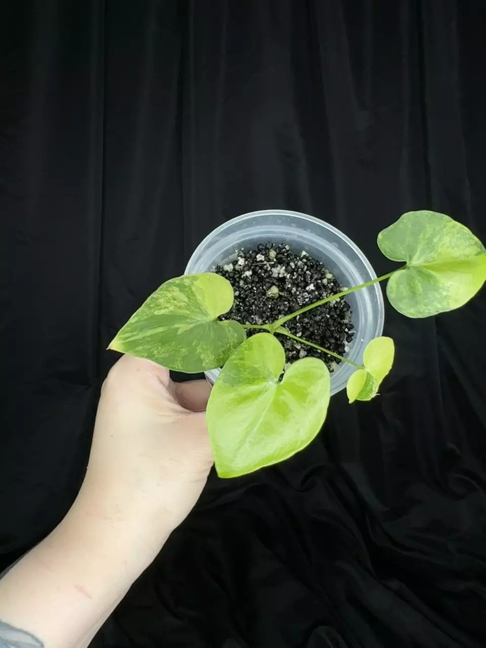 plant/Philodendron Bipinnatifidum-1