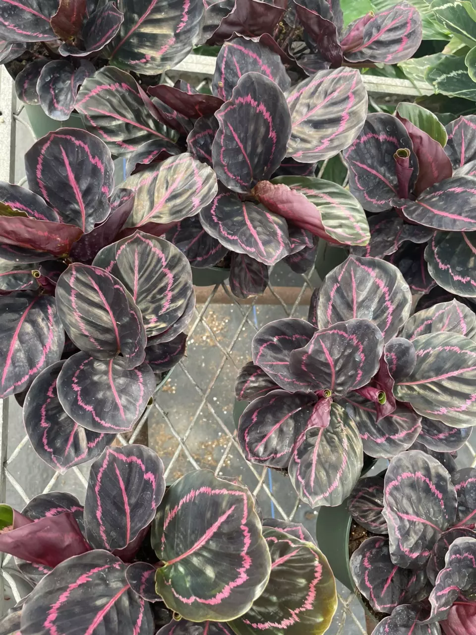 plant/Dotty Calathea-1