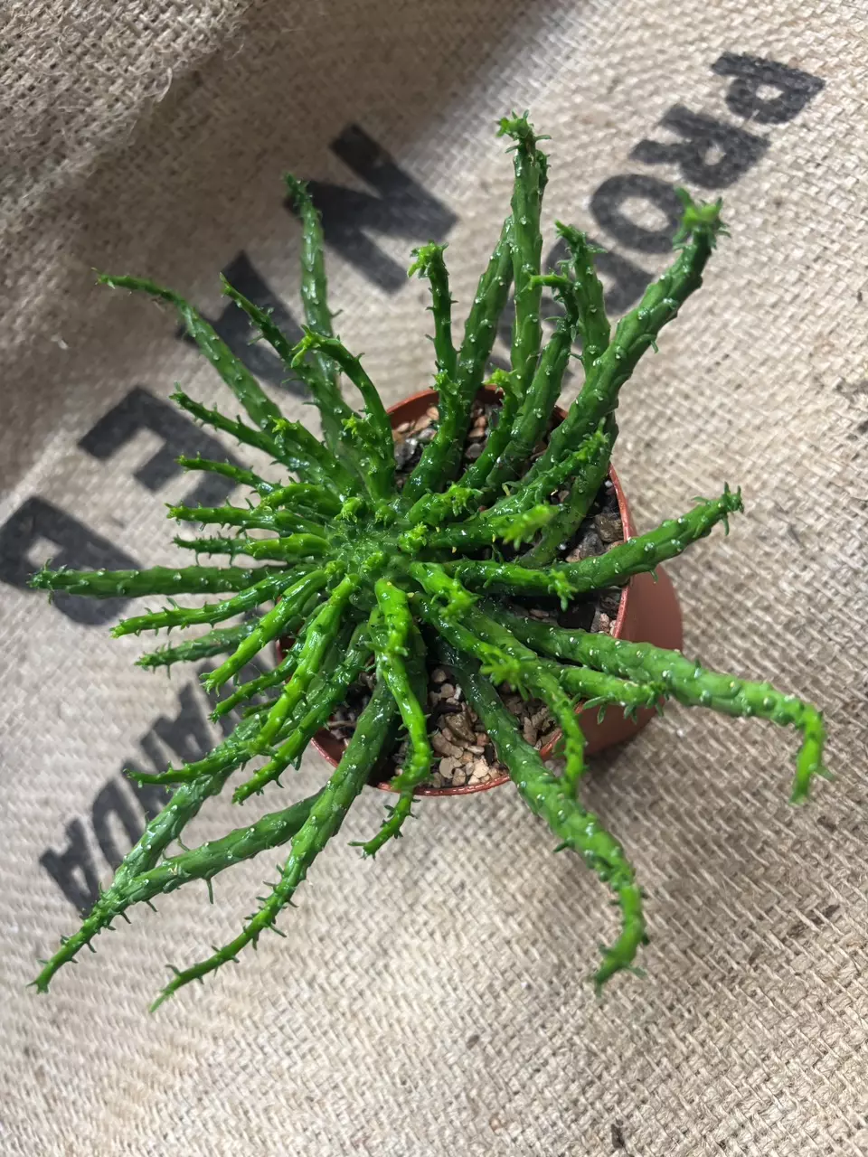 plant/Euphorbia Flanaganii Medusa-0