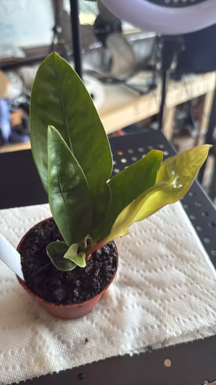 plant/0012 Anthurium Superbum-0