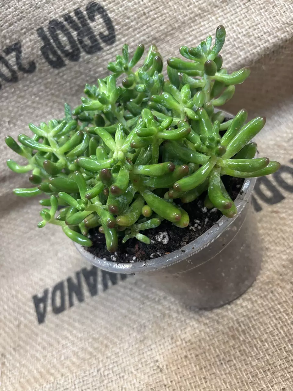 plant/Sedum Rubrotinctum (Jelly Bean Plant) Succulent-1