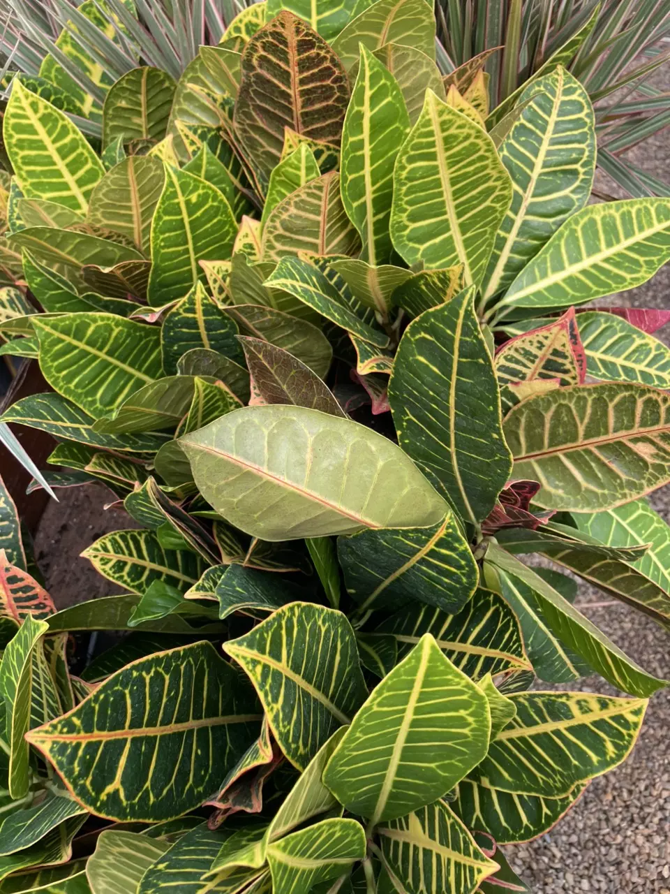 plant/Mammy Croton-1