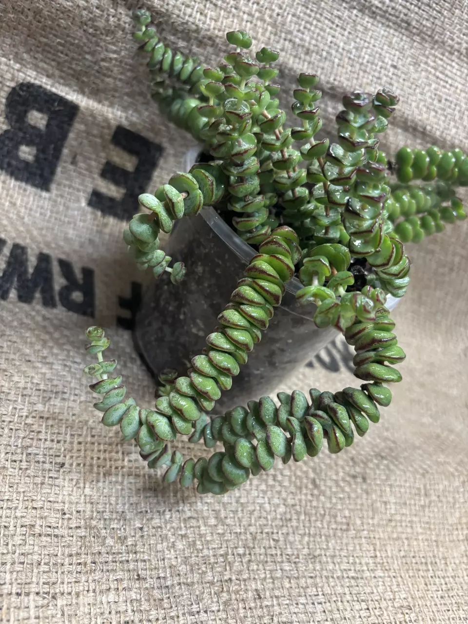 plant/Crassula Rupestris (Baby Necklace) Succulent-2