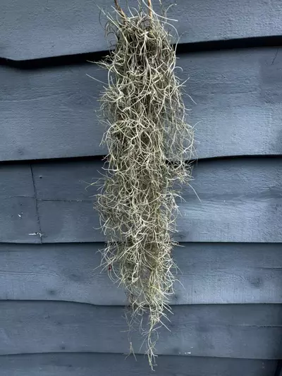 plant/Spanish Moss-0-thumbnail