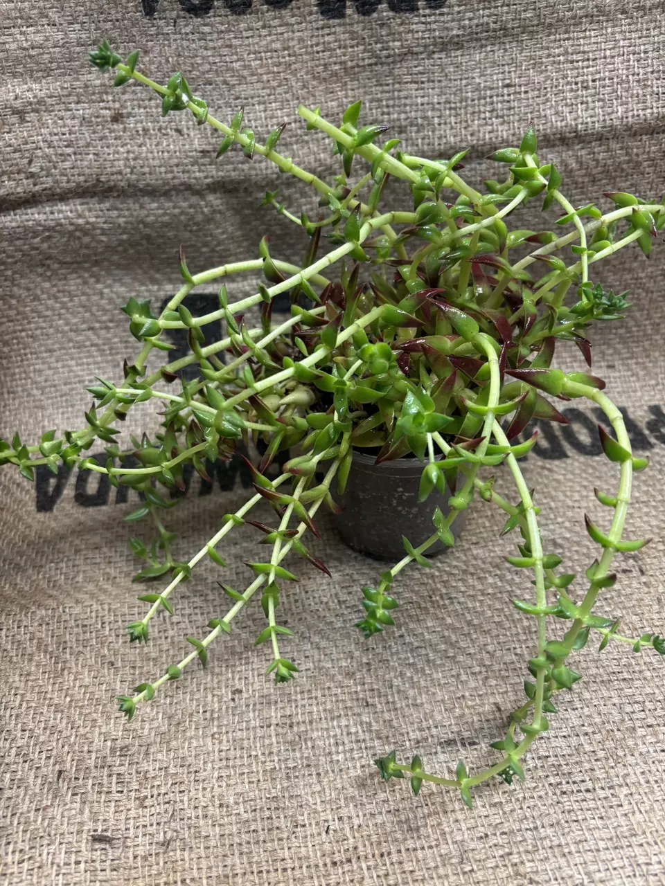 plant/Crassula Shark Tooth Succulent-0
