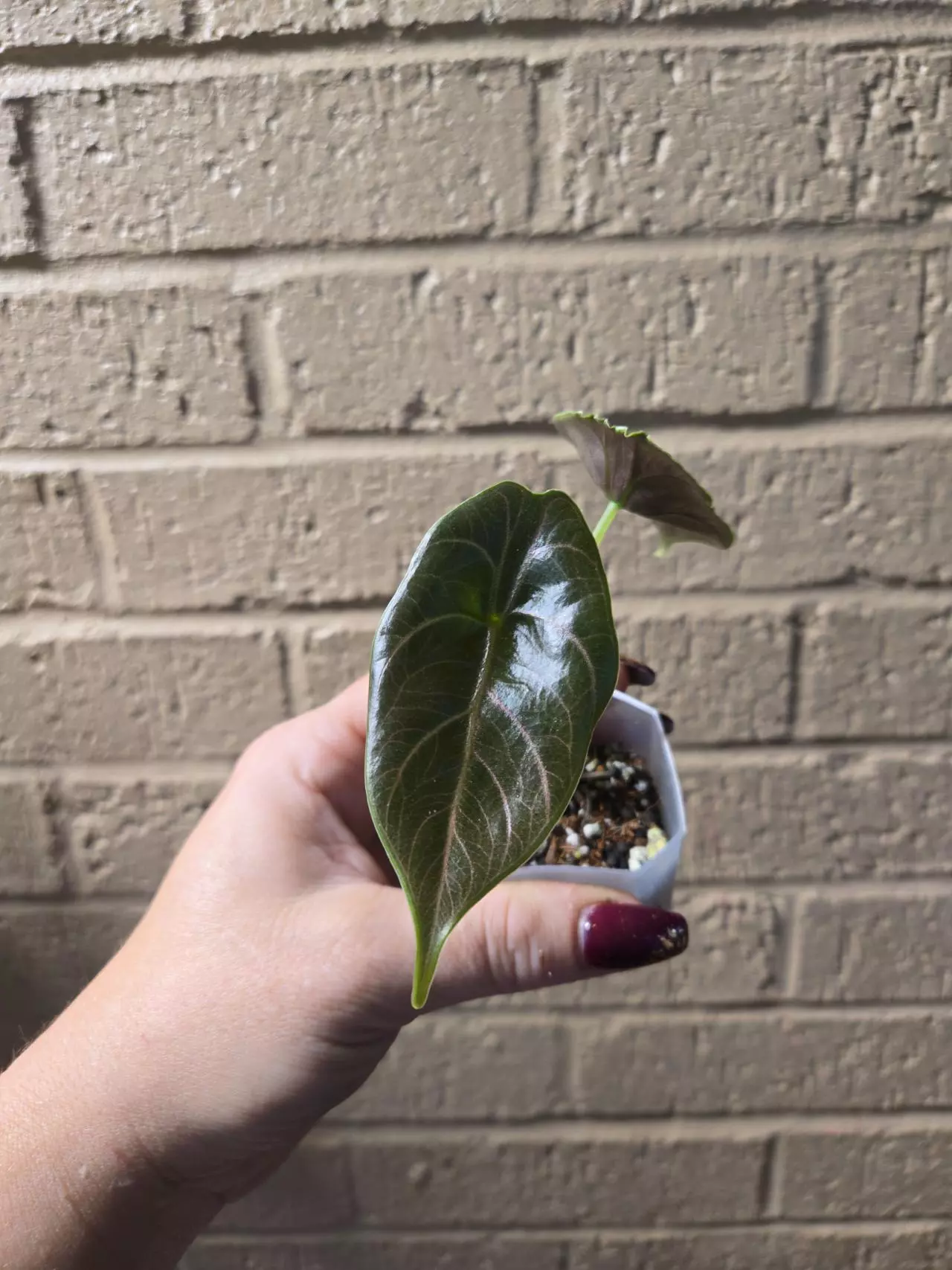 plant/Alocasia azlanii-1