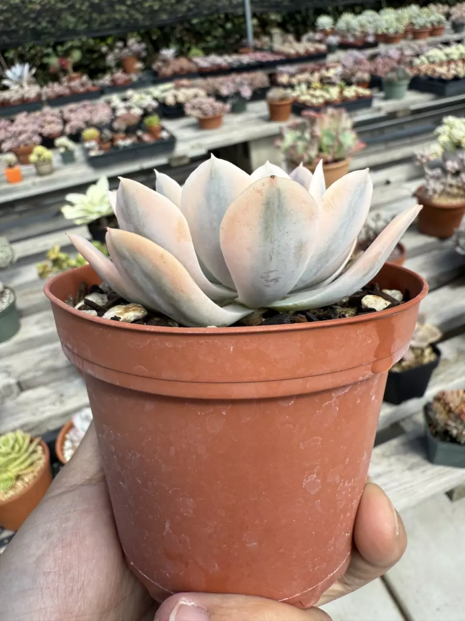 plant/E. Akaihosi variegated 4" pot-1