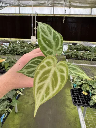 plant/Seed grown anthurium minahasa x red crystallinum (indo) starter plant growers ch-2-thumbnail