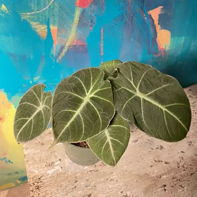 plant/🖤 Alocasia Black Velvet – Dark & Moody Jungle Vibes-1-thumbnail