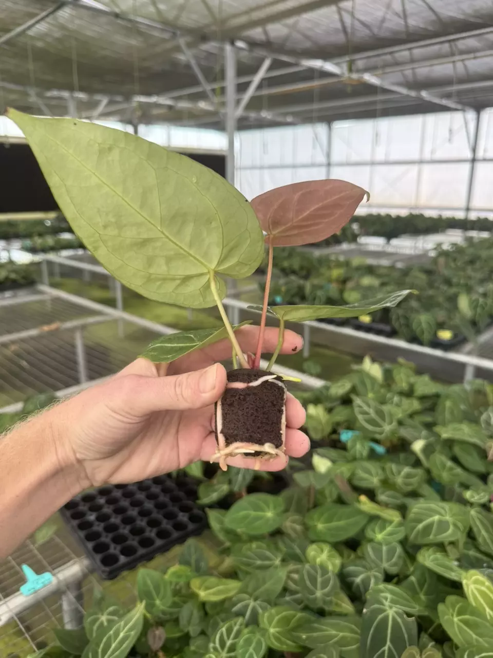 plant/Seed grown anthurium ferrari x pap (indo) starter plant growers choice-7