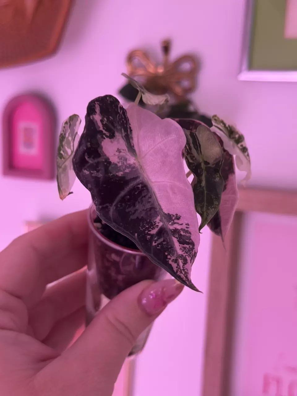 plant/Alocasia Pink Amazonica - STUNNING 😍-0