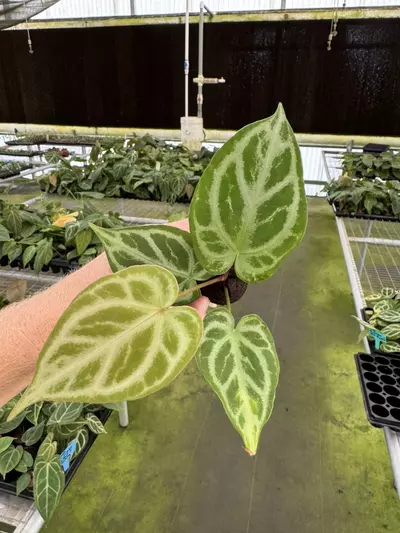 plant/Seed grown anthurium minahasa x red crystallinum (indo) starter plant growers ch-5-thumbnail