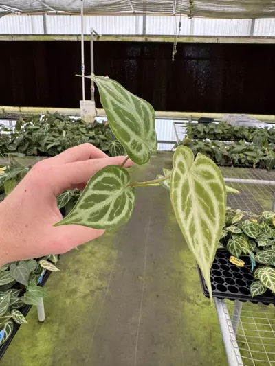 plant/Seed grown anthurium minahasa x red crystallinum (indo) starter plant growers ch-4-thumbnail