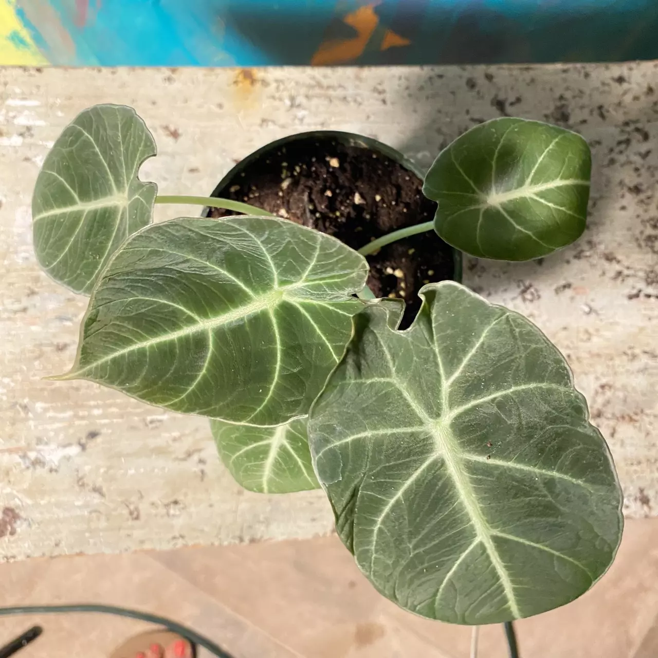 plant/🖤 Alocasia Black Velvet – Dark & Moody Jungle Vibes-7