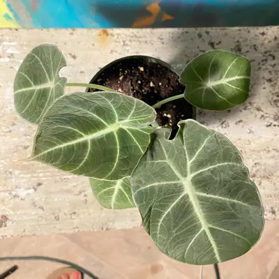 plant/🖤 Alocasia Black Velvet – Dark & Moody Jungle Vibes-7-thumbnail